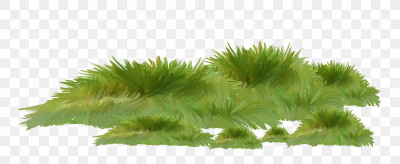 Grass Green Plant Grass Family Hornwort, PNG, 1280x527px, Grass, Aquatic Plant, Grass Family, Green, Hornwort Download Free