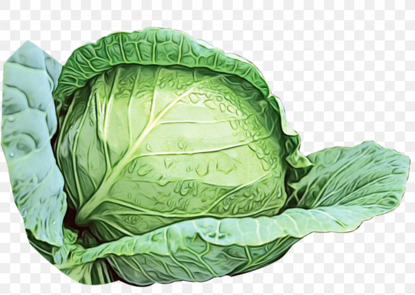 Leaf Vegetable Cabbage Savoy Cabbage Collard Komatsuna, PNG, 1007x717px, Watercolor, Cabbage, Collard, Komatsuna, Leaf Download Free