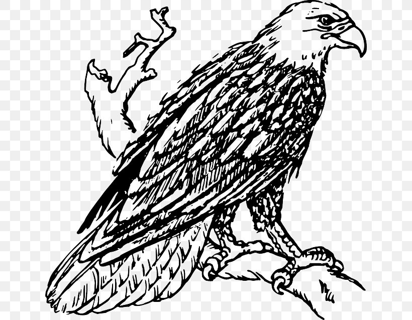 Bald Eagle White-tailed Eagle Golden Eagle Clip Art, PNG, 640x637px, Bald Eagle, Art, Artwork, Beak, Bird Download Free