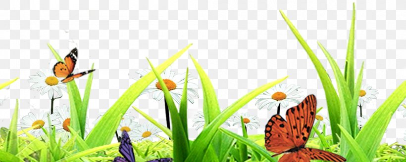 Butterfly Insect, PNG, 1000x400px, Butterfly, Butterflies And Moths, Computer, Grass, Grass Family Download Free
