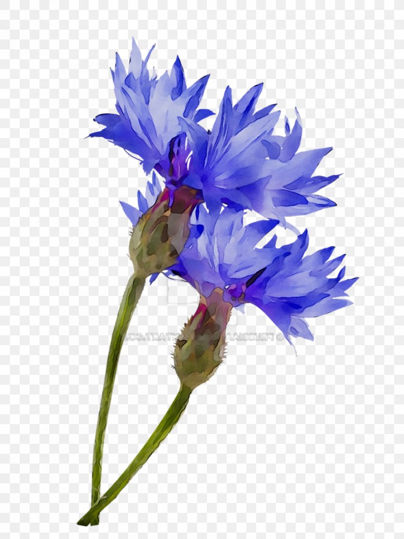 Cut Flowers Plant Stem Chicory Plants, PNG, 905x1207px, Cut Flowers, Bellflower Family, Chicory, Flower, Flowering Plant Download Free