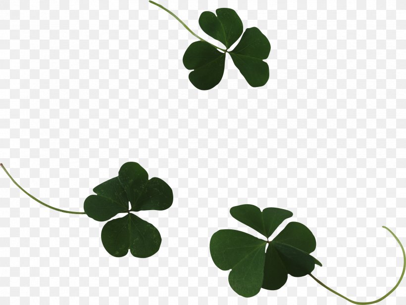 Four-leaf Clover Shamrock Plant Medicago Polymorpha, PNG, 2479x1867px, Leaf, Black Medic, Clover, Fourleaf Clover, Green Download Free