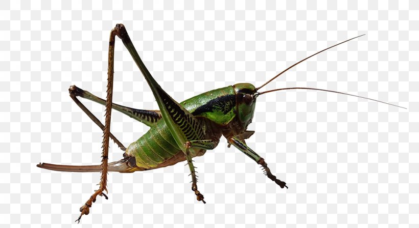 Grasshopper Caelifera Insect Locust, PNG, 1100x602px, Grasshopper, Arthropod, Caelifera, Cricket, Cricket Like Insect Download Free