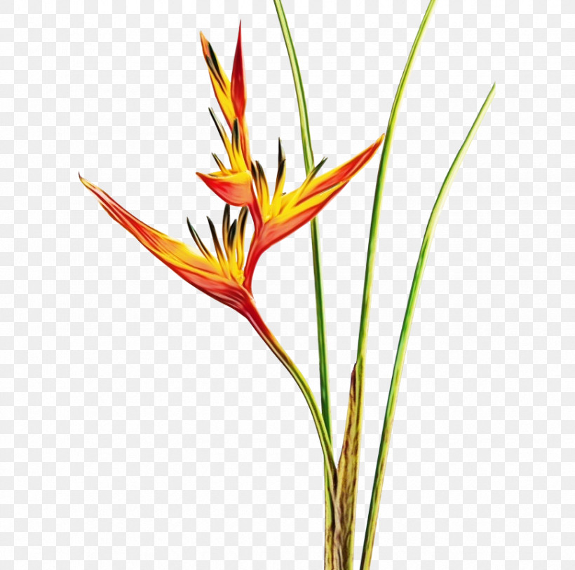 Lobster-claws Flower Leaf Plant Stem Grasses, PNG, 870x864px, Watercolor, Beach Sand Ocean, Bird Of Paradise Flower, Canvas Print, Cut Flowers Download Free