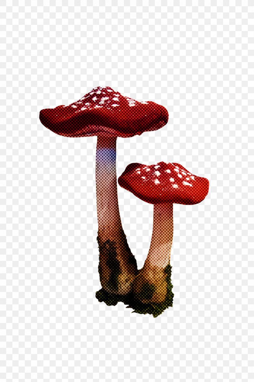 Medicine Medicinal Fungi Fungus Agaricus Bisporus Shoe, PNG, 852x1279px, Medicine, Agaricus Bisporus, Biology, Fungus, Medicinal Fungi Download Free