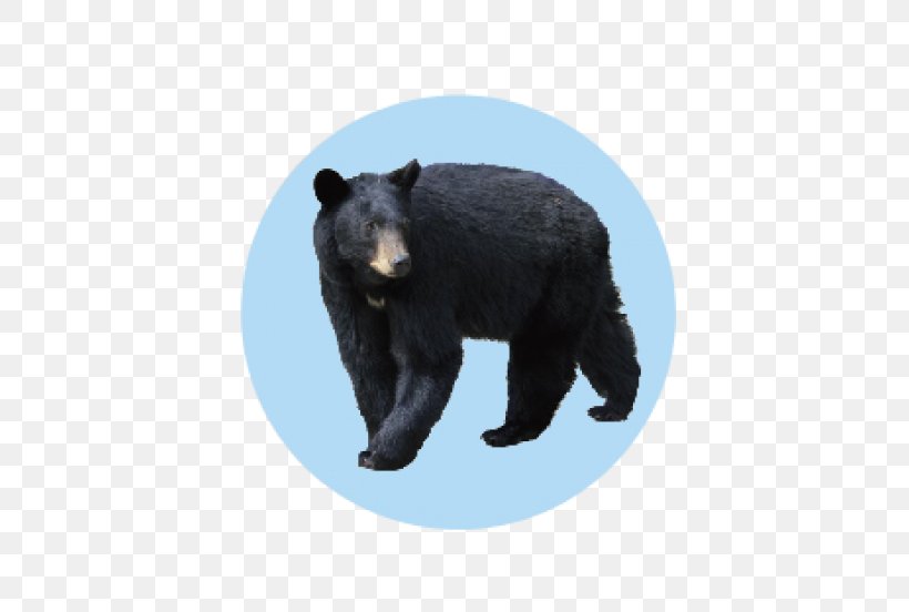 Polar Bear Brown Bear Florida Black Bear Clip Art, PNG, 630x552px, Polar Bear, American Black Bear, Animal, Animal Track, Bear Download Free