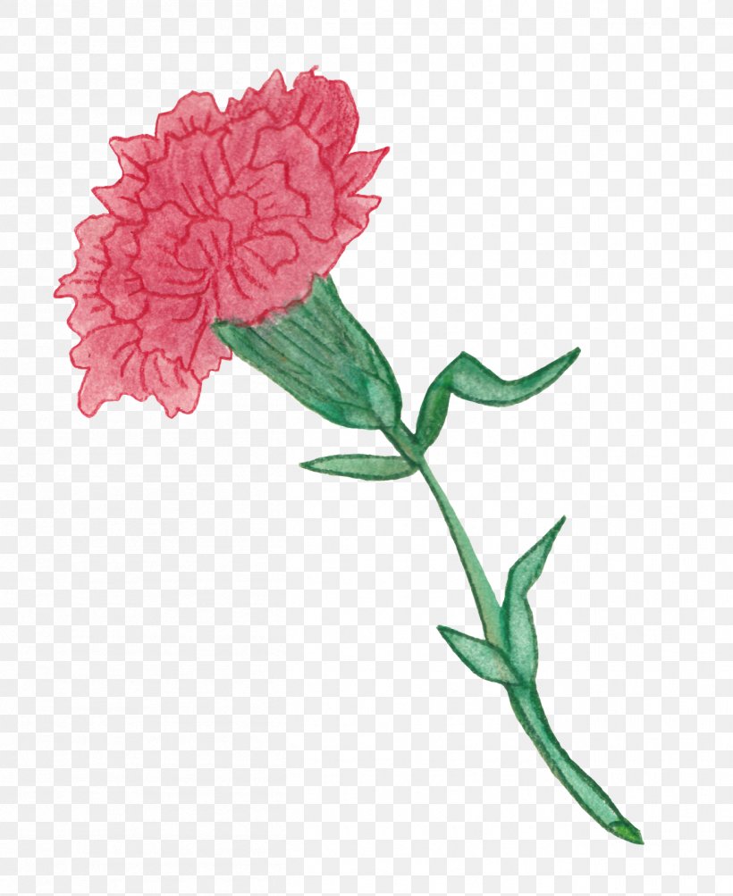 Carnation Colored Pencil Garden Roses Watercolor Painting Cut Flowers, PNG, 1307x1600px, Carnation, Centifolia Roses, Color, Colored Pencil, Cut Flowers Download Free