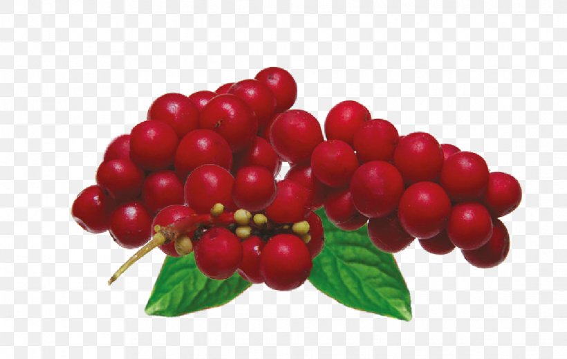Five-flavor Berry Adaptogen Schisandra Rubriflora Herb, PNG, 1115x707px, Fiveflavor Berry, Adaptogen, American Ginseng, Berry, Bryonia Download Free