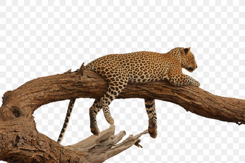 Leopard Cheetah Gorilla Cat Tiger, PNG, 900x600px, Leopard, Acrylic Paint, Animal, Animal Figure, Big Cat Download Free