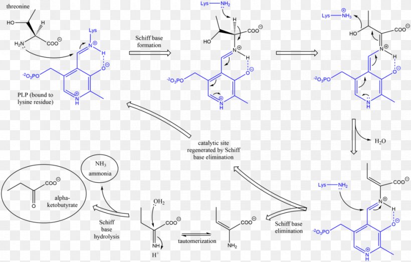 Threonine Ammonia-lyase Enzyme, PNG, 970x619px, Threonine Ammonialyase, Ammonia, Area, Catalysis, Diagram Download Free