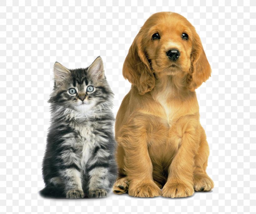 Dog Cat Veterinarian Pet PAAS Vinita, PNG, 972x814px, Dog, Animal Control And Welfare Service, Animal Welfare, Carnivoran, Cat Download Free