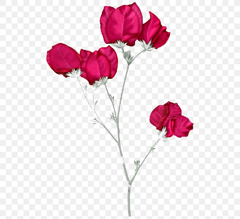Garden Roses Pink Flowers Clip Art, PNG, 520x750px, Garden Roses, Carnation, Computer Software, Cut Flowers, Floral Design Download Free