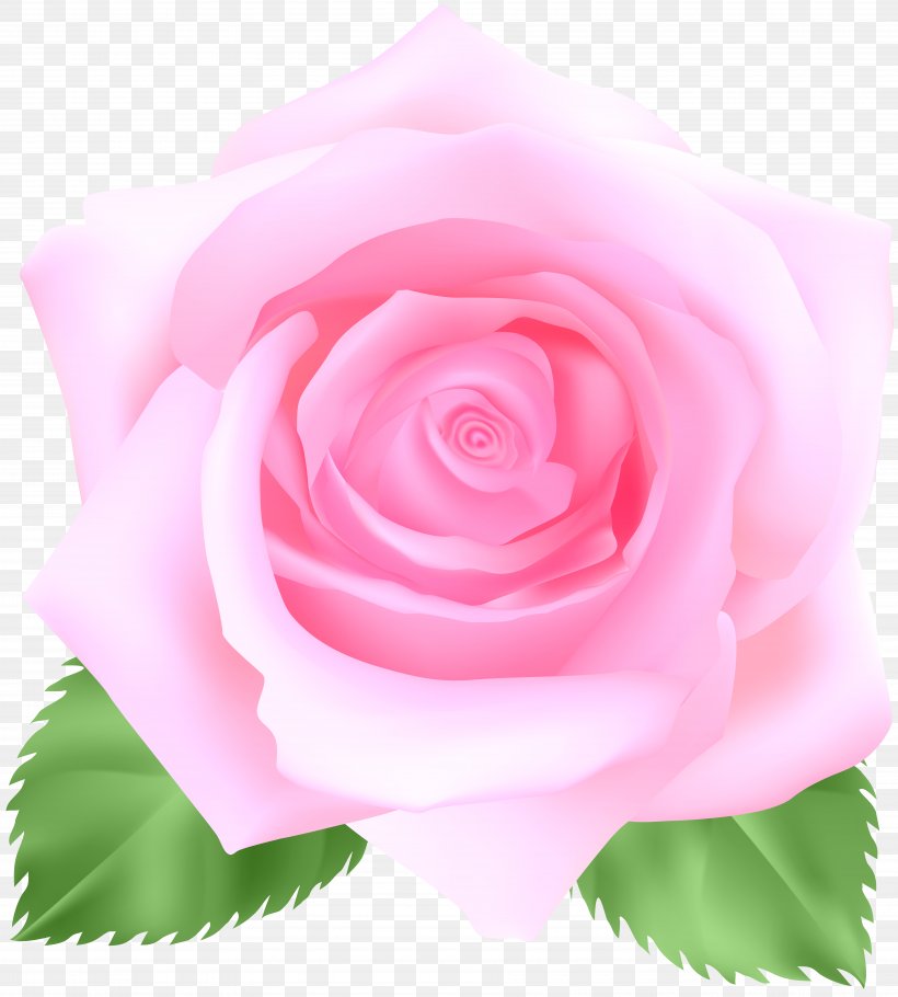 Image File Formats Lossless Compression, PNG, 7204x8000px, Centifolia Roses, Cut Flowers, Floral Design, Floribunda, Flower Download Free