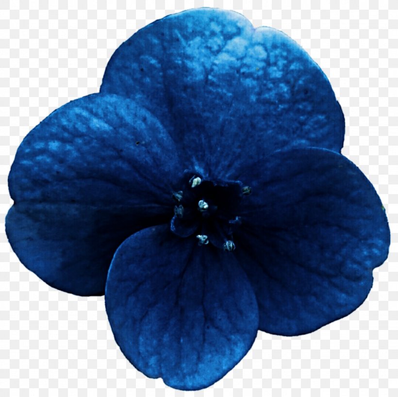 Midnight Blue Cobalt Blue Turquoise Hydrangea, PNG, 1024x1022px, Blue, Azure, Cobalt Blue, Flower, Hydrangea Download Free