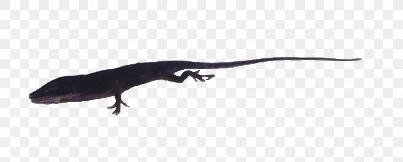 Newt Lizard Terrestrial Animal Fauna, PNG, 1280x518px, Newt, Amphibian, Animal, Animal Figure, Fauna Download Free