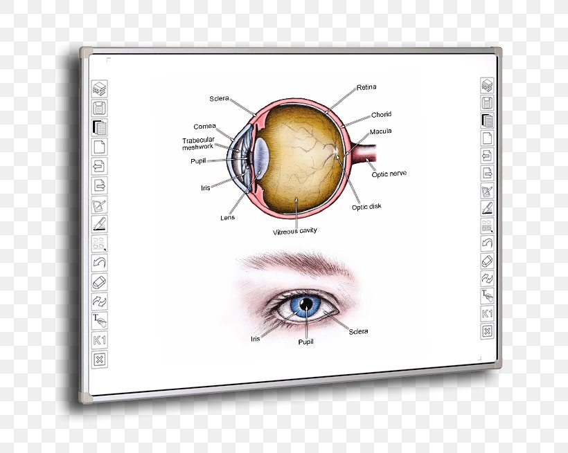 Angle-closure Glaucoma Intraocular Pressure Eye Open-angle Glaucoma, PNG, 800x655px, Watercolor, Cartoon, Flower, Frame, Heart Download Free