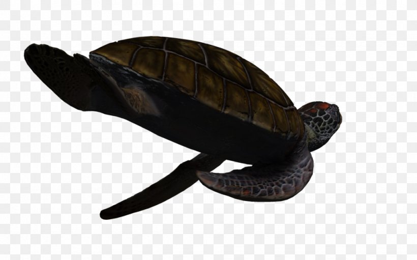 Box Turtles Green Sea Turtle, PNG, 1024x639px, 3d Computer Graphics, Box Turtles, Animal, Aquatic Animal, Box Turtle Download Free