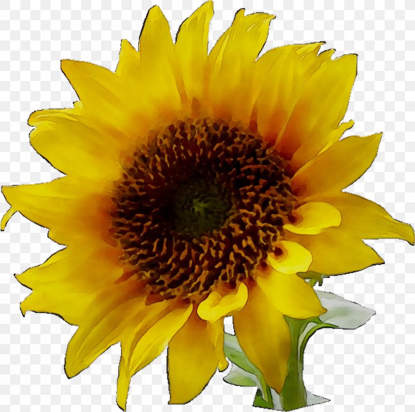 Clip Art Image Sunflower Desktop Wallpaper, PNG, 1005x998px, Sunflower, Annual Plant, Asterales, Blanket Flowers, Common Sunflower Download Free