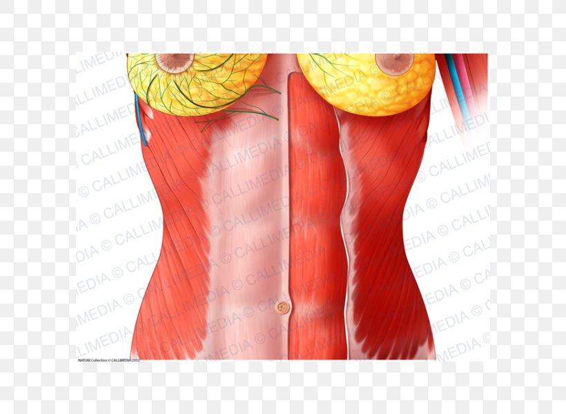 Rectus Abdominis Muscle Abdomen Human Anatomy Thoraco-abdominal Nerves, PNG, 600x600px, Watercolor, Cartoon, Flower, Frame, Heart Download Free
