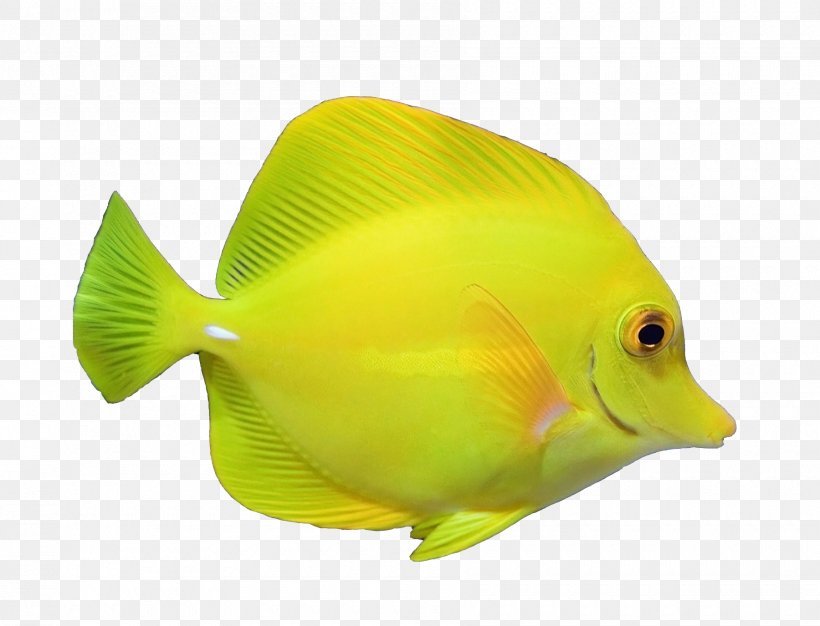 Yellow Tang Achilles Tang Ray-finned Fishes Powder Blue Tang, PNG, 1800x1375px, Yellow Tang, Acanthurus, Aquarium, Blue Tang, Coral Reef Fish Download Free