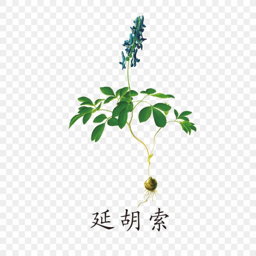 Traditional Chinese Medicine, PNG, 1181x1181px, Corydalis Yanhusuo, Achyranthes Bidentata, Branch, Chinese Herbology, Compendium Of Materia Medica Download Free