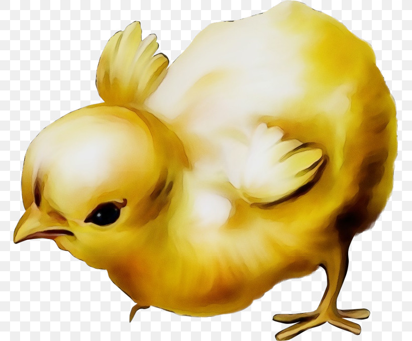 Yellow Chicken Bird Beak, PNG, 767x679px, Watercolor, Beak, Bird, Chicken, Paint Download Free