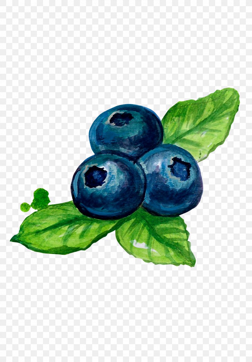 Bilberry Blueberry Fruit, PNG, 1600x2300px, Bilberry, Berry, Blue, Blueberry, Food Download Free