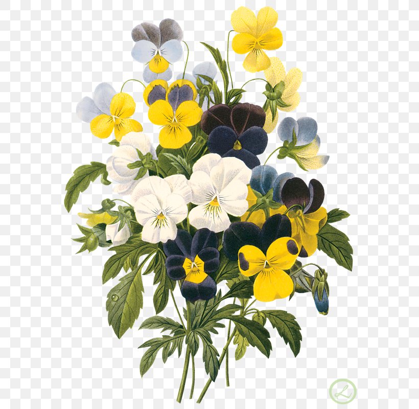 Choix Des Plus Belles Fleurs Floral Design Art Flower, PNG, 592x800px, Choix Des Plus Belles Fleurs, Annual Plant, Art, Botanical Illustration, Botany Download Free