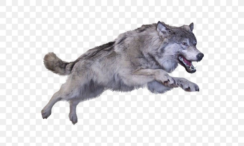 Dog Coyote Arctic Wolf Clip Art, PNG, 600x491px, Dog, Arctic Wolf, Black Wolf, Canadian Eskimo Dog, Canis Download Free