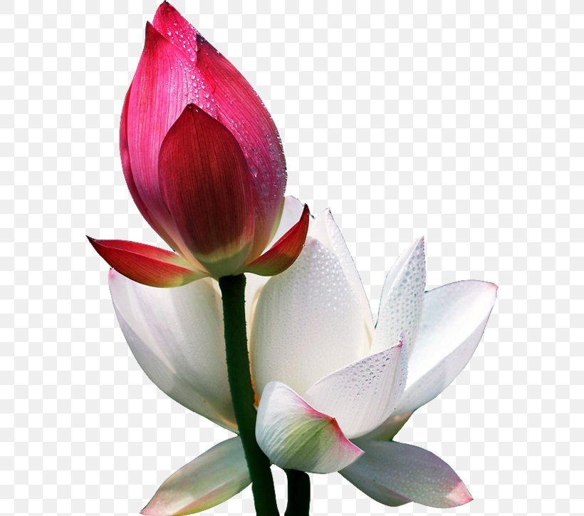 Flower Morning Information Blog, PNG, 580x724px, Flower, Aquatic Plant, Blog, Bud, Cut Flowers Download Free