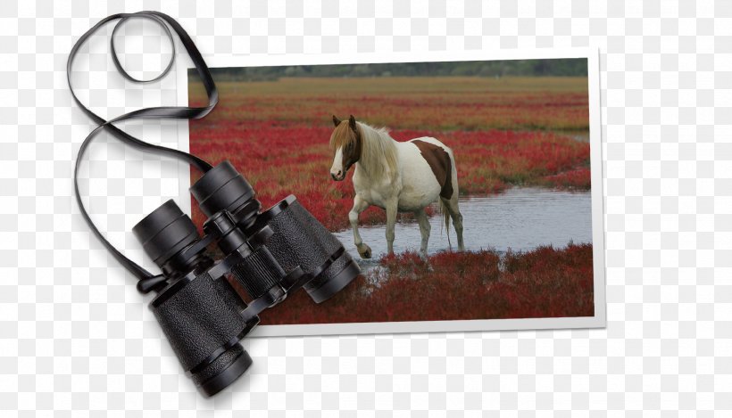 Chincoteague Mustang Bridle Eastern Shore Of Virginia Stallion, PNG, 1532x877px, Chincoteague, Bridle, Eastern Shore Of Virginia, Halter, Horse Download Free