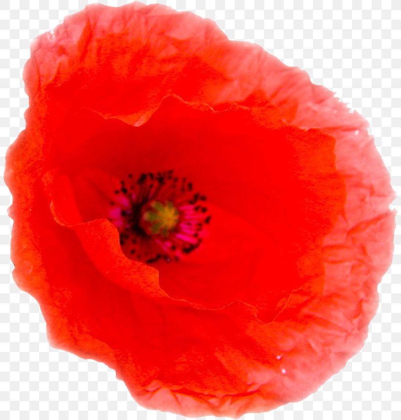 Close-up, PNG, 808x859px, Closeup, Coquelicot, Flower, Flowering Plant, Orange Download Free