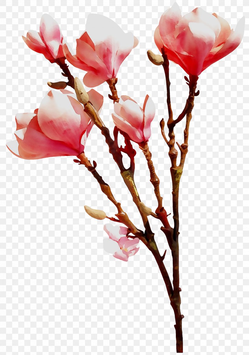 Cut Flowers Plant Stem ST.AU.150 MIN.V.UNC.NR AD Bud, PNG, 2018x2881px, Flower, Artificial Flower, Blossom, Botany, Branch Download Free