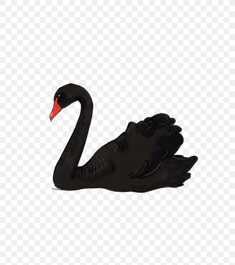 Black Swan Download, PNG, 656x927px, Black Swan, Beak, Bird, Cygnini, Digital Image Download Free