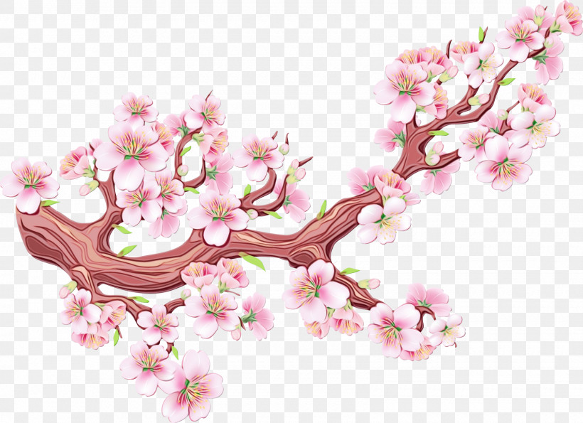 Cherry Blossom, PNG, 1600x1162px, Watercolor, Blossom, Branch, Cherry Blossom, Flower Download Free