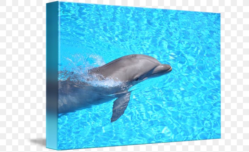 Common Bottlenose Dolphin Wholphin Sticker Loro Parque, PNG, 650x502px, Common Bottlenose Dolphin, Aqua, Bottlenose Dolphin, Collectie, Collecting Download Free
