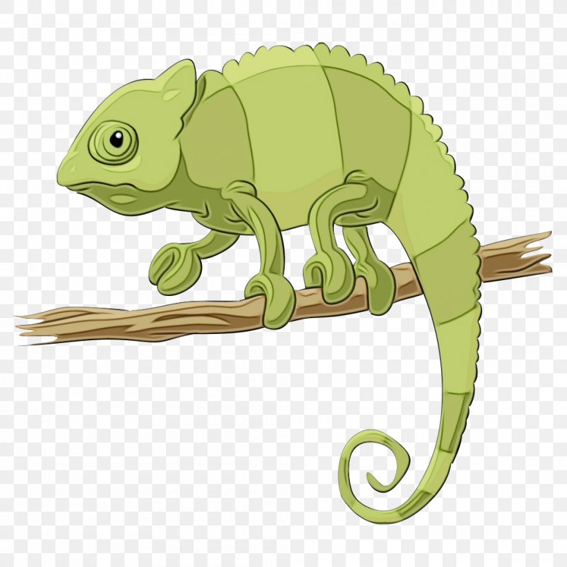 Chameleon Iguania Lizard Reptile Common Chameleon, PNG, 1000x1000px, Watercolor, Cartoon, Chameleon, Common Chameleon, Iguana Download Free