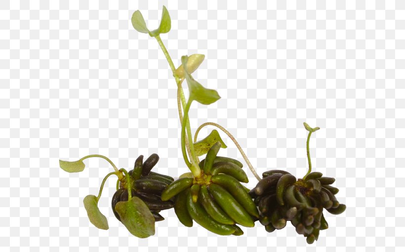 Leaf Plant Stem Flower Herb Branching, PNG, 600x511px, Leaf, Branch, Branching, Flower, Herb Download Free