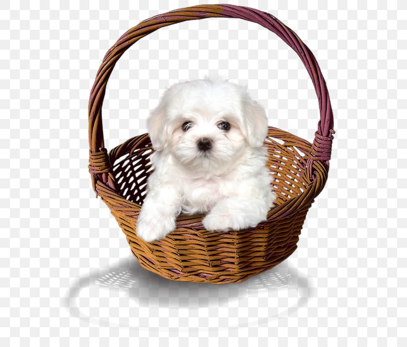 Maltese Dog Havanese Dog Morkie Puppy Dog Breed, PNG, 630x700px, Maltese Dog, Bichon, Breed, Carnivoran, Cavalier King Charles Spaniel Download Free