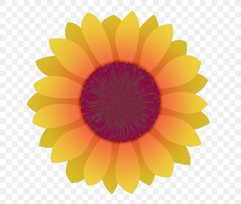 Transvaal Daisy Sunflower M Close-up, PNG, 693x693px, Transvaal Daisy, Close Up, Closeup, Daisy Family, Flower Download Free