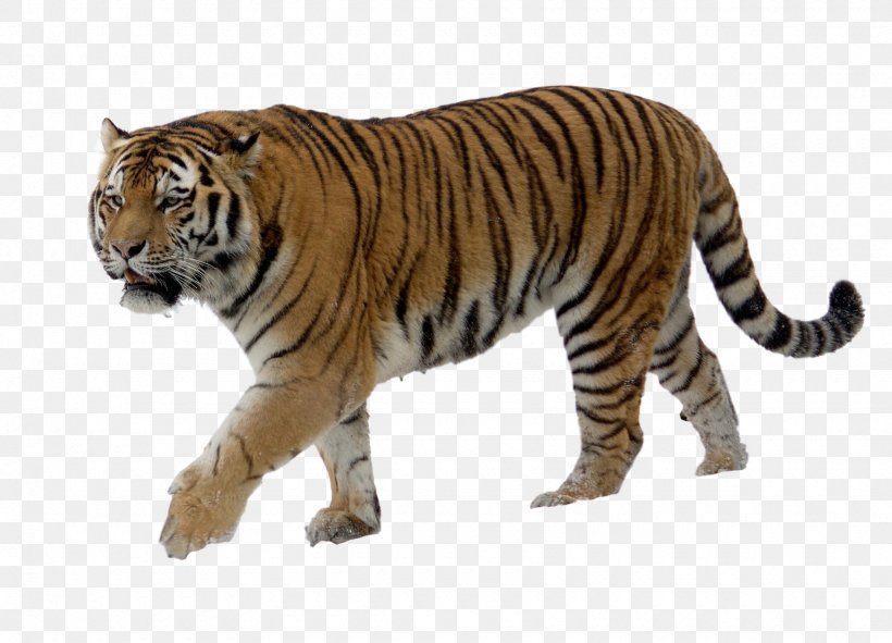 Felidae Lion Siberian Tiger Big Cat, PNG, 1740x1256px, Felidae, Amur River, Animal, Animal Figure, Bengal Tiger Download Free