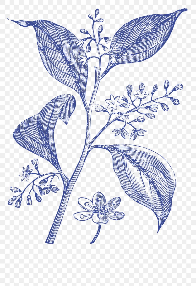 Medicinal Plants Camphor Tree Medicine, PNG, 761x1194px, Medicinal Plants, Alamy, Art, Blue, Botanical Illustration Download Free