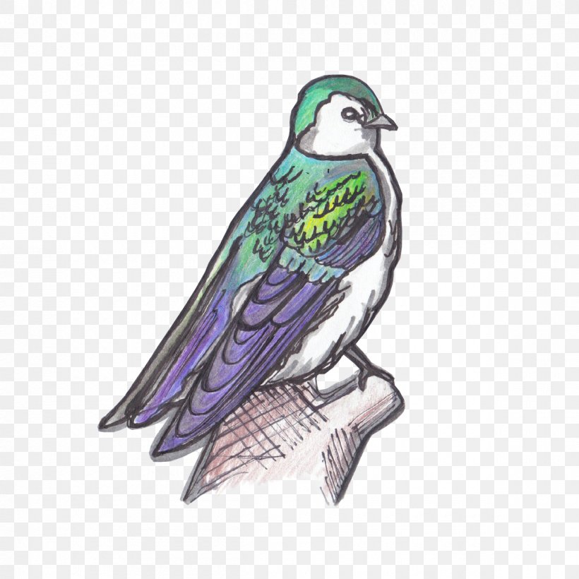 Beak Birdwatching Violet-green Swallow, PNG, 1200x1200px, Beak, Bird, Bird Of Prey, Birdwatching, Color Download Free