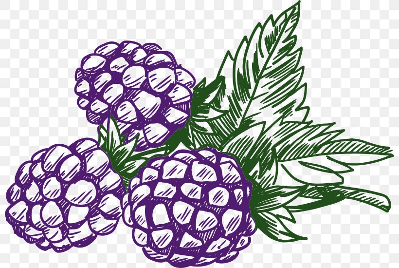 Blackberry Raspberry Fruit Clip Art, PNG, 800x550px, Blackberry, Amora, Art, Berry, Floral Design Download Free