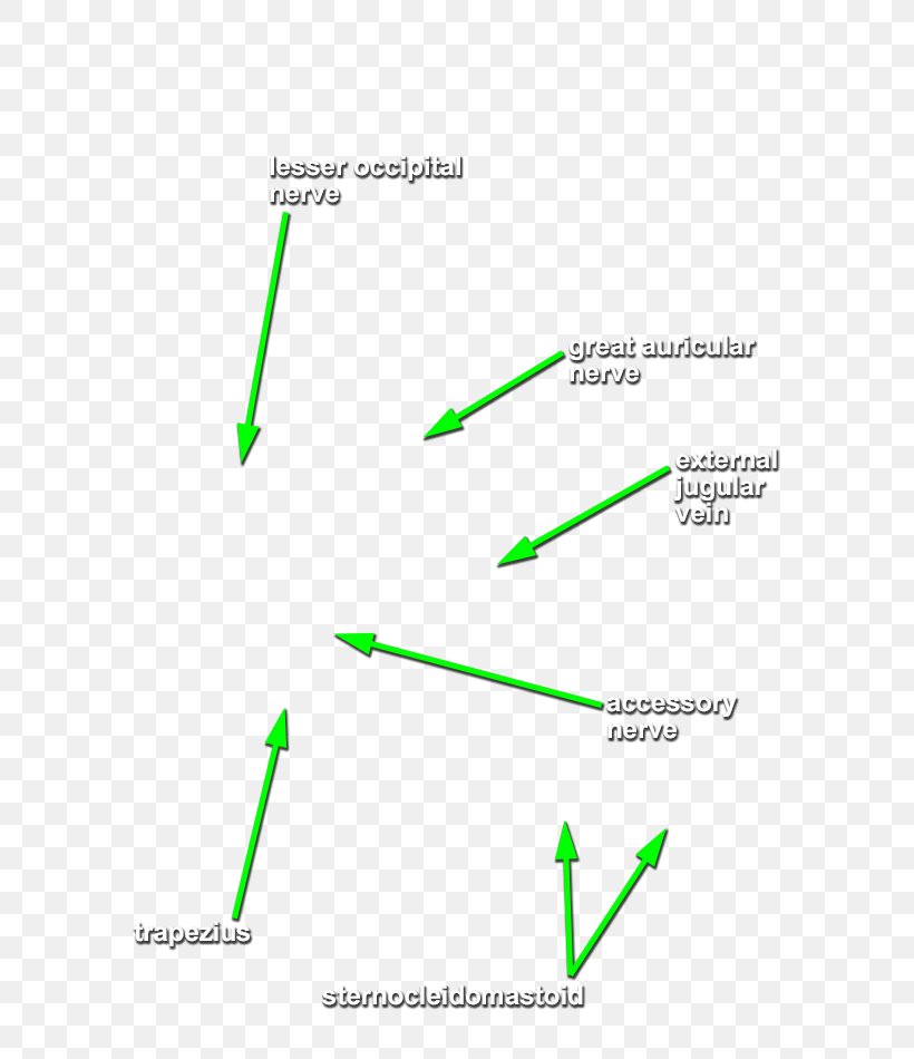 Line Green Angle, PNG, 631x950px, Green, Area, Diagram, Grass, Text Download Free