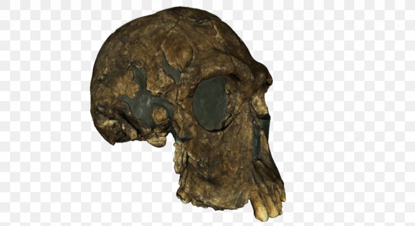 Lake Turkana Kenya Turkana Basin Research Paleontology, PNG, 896x489px, 3d Scanner, Lake Turkana, Artec 3d, Bizi Prehistoriko, Bone Download Free