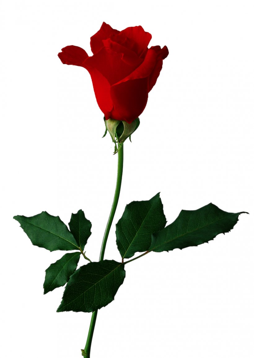 Black Rose Flower Clip Art, PNG, 1136x1600px, Rose, Black Rose, Bud, China Rose, Cut Flowers Download Free