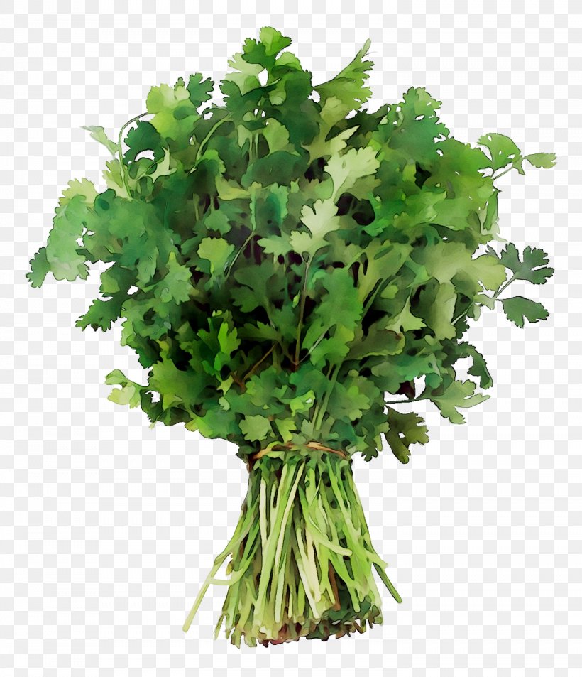 Coriander Crown Daisy Parsley Vegetable Spring Greens, PNG, 1476x1717px, Coriander, Annual Plant, Carrot, Celery, Chervil Download Free