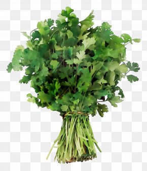 Clip Art Parsley Coriander Greens Png 2631x3000px Parsley Celery Coriander Culantro Drawing Download Free