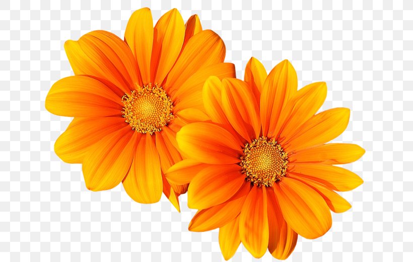 Flower Twin Blume, PNG, 650x520px, Flower, Annual Plant, Blume, Calendula Officinalis, Chrysanths Download Free